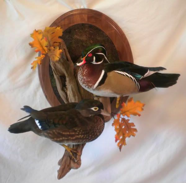 Wood Duck Roost Mount Texas Hunting Forum